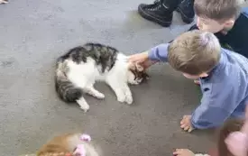 chłopiec głaszcze łaciatego kota kt&oacute;ry leży na dywanie