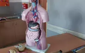 model anatomiczny człowieka