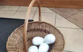 wiklinowy koszyk stoi na podłodze w nim 4 styropianowe jaja