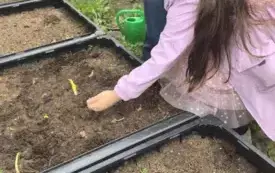 dziewczynka sypie ziarna na ziemię w skrzyni