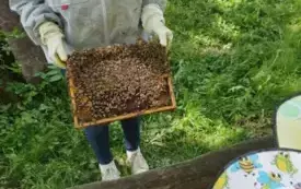 dorosła osoba trzyma plaster z ula na nim pszczoły