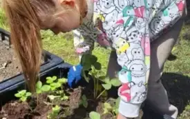 dziewczynka przy rabacie z roślinami ze szpadelkiem kopie dołek