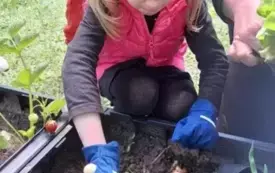 dziewczynka przy rabacie z roślinami ze szpadelkiem kopie dołek