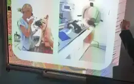 slajd na tablicy multimedialnej przedstawiający weterynarzy w pracy