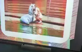 zdjęcie przedstawione na tablicy multimedialnej na nim pani z hipopotamem