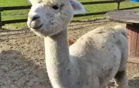 biała lama stoi w zagrodzie