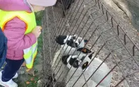 dziewczynka w odblaskowej kamizelce w czapce stoi przed zagrodą z owieczkami