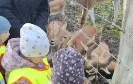 dzieci wraz z panią stoją przy zagrodzie ze zwierzętami i karmią je