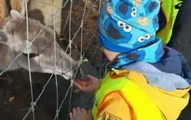 dzieci stoją przy ogrodzeniu z sarenkami i karmią je marchewką