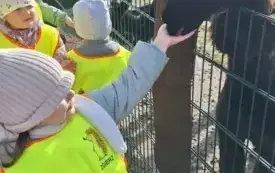 dzieci w kamizelkach odblaskowych stoją przed zagrodą z alpakami jedno dziecko trzyma rękę przy pysku alpaki