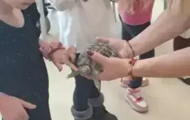 dzieci przyglądają się ż&oacute;łwikowi kt&oacute;rego pokazuje im pani
