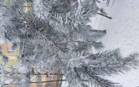 ośnieżona sosna