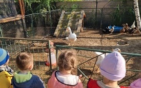 dzieci stoją przed zagrodą z ptactwem domowym